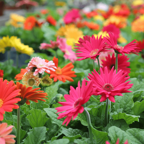 Colorful gerbera daisies in full bloom at garden center.