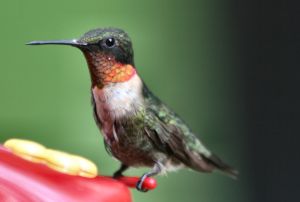 Ruby-throated hummingbird perched on red feeder.