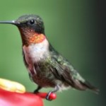 male-hummingbird-601319-m