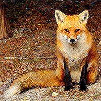 Red fox sitting outdoors in natural woodland setting.