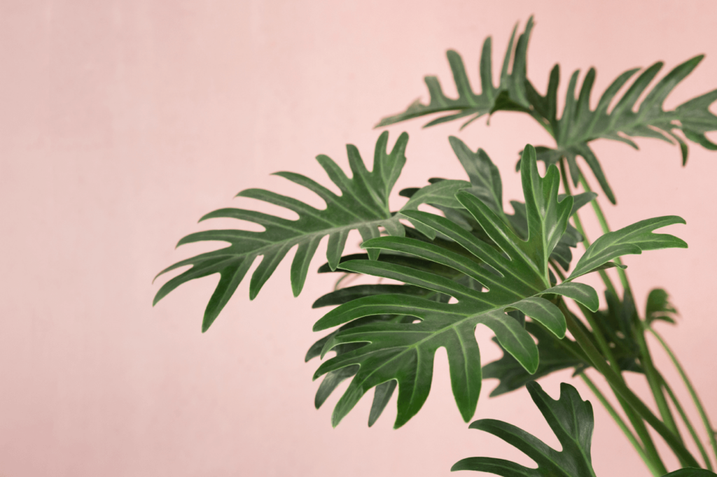 Green philodendron leaves against a soft pink background.